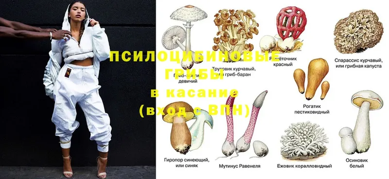 Галлюциногенные грибы мицелий  Отрадная 